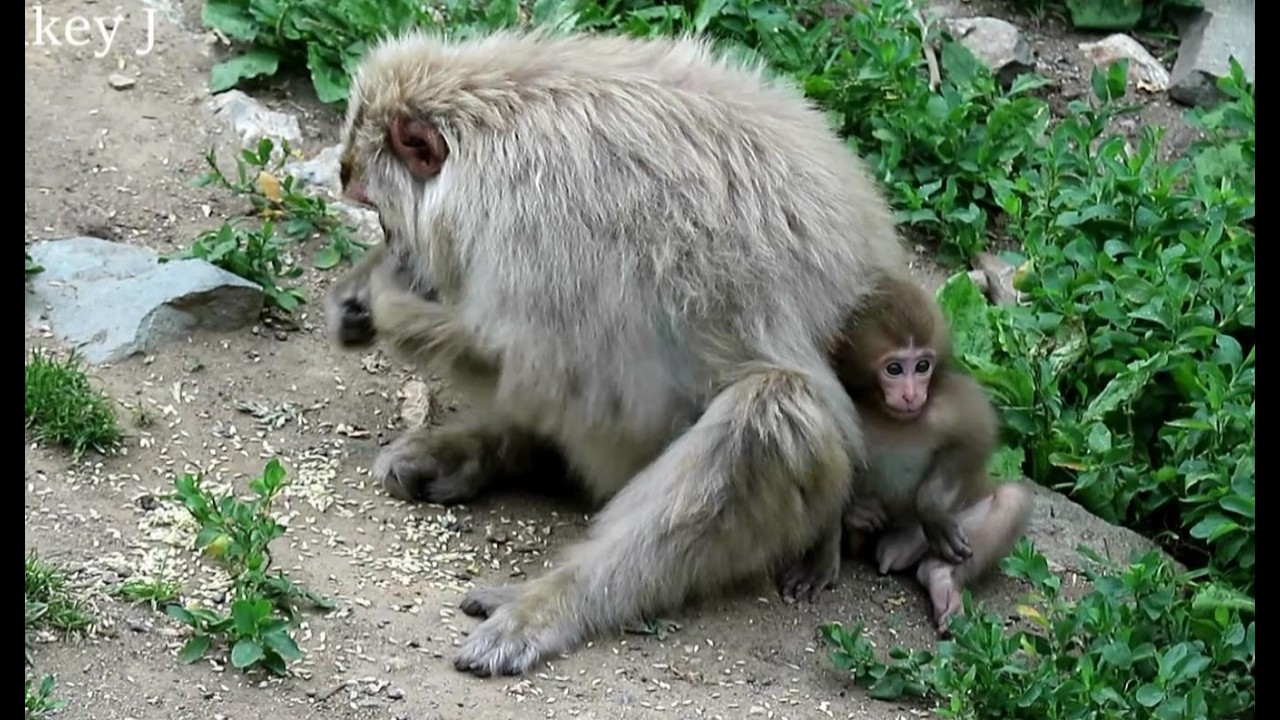 Baby monkey waiting for mom's meal