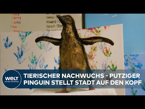 Video Thumbnail: PUTZIGER NACHWUCHS: Im Zoo von Chicago ist ein Pinguin-Küken geschlüpft