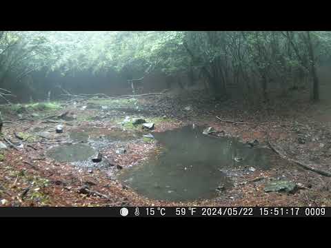 同一地點水池於5月份二度拍攝到黑熊，顯示此處為黑熊活躍區域