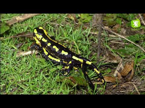 Flandre Coté Nature : La Salamandre tachetée