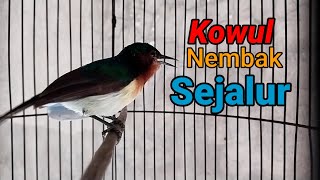 Download lagu Kowul shoots in a long line suitable for Masteran Pleci mp3