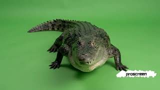 Download lagu Scary Alligator Roaring on Green Screen | 3D Animation & VFX Stock Footage mp3 Download lagu Scary Alligator Roaring on Green Screen | 3D Animation & VFX Stock Footage mp3