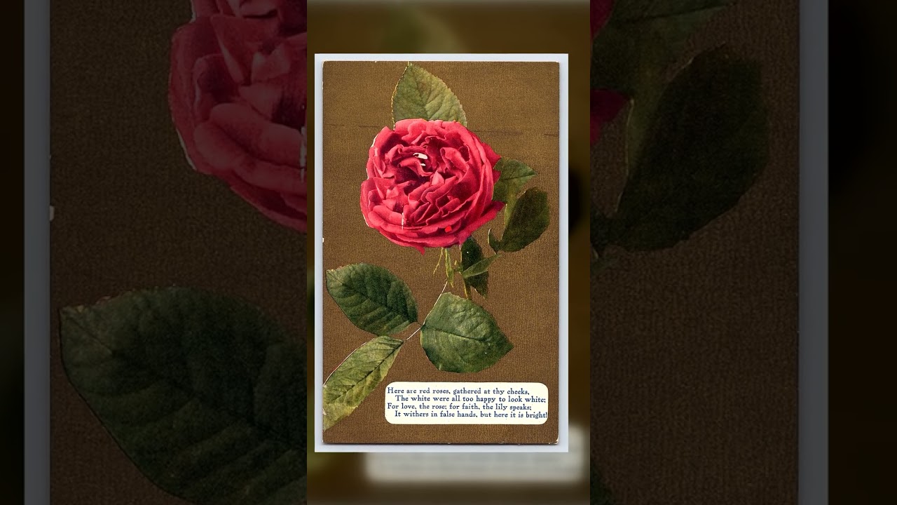 Series No. 68, Divided Back Postcard, Red Rose Illustration, Early 1900s Video