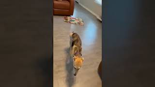 Video preview image #1 Mutt Puppy For Sale in The Woodlands, TX, USA