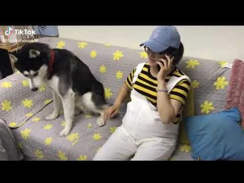 look what they doing to your dog