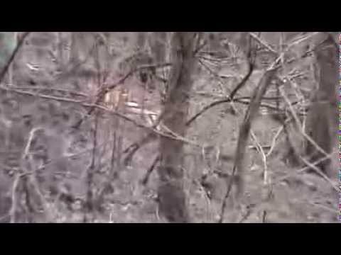 Ocna Mureş Online - Rărire pădure Banţa partea 4