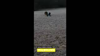 Tara – Video natečaj 2020 – Revija Moj Pes #Tara #MojPes