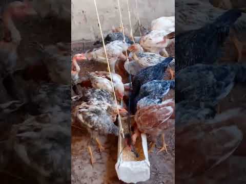galinhas caipiras São João do Oriente MG parte 2