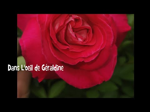 Dans l'oeil de Géraldine (06/12/2020)