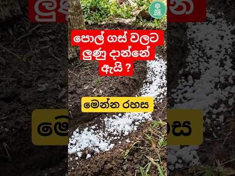 පොල් ගස් මුලට ලුණු දානවා​ද ? #CoconutFarming #AgricultureTips #SriLanka #SinhalaReels #HomeGarden