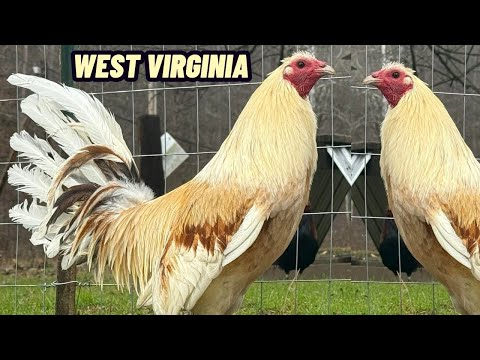 West Virginia - Chris Blankenship Farm Feeding Time Shape Chicken Coop Outdoor Indoor