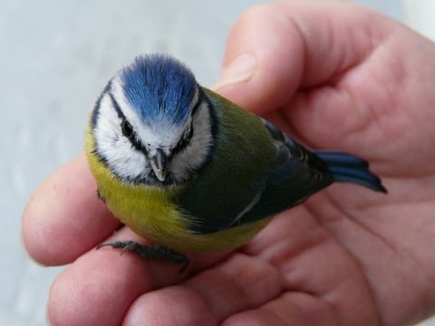 pourquoi les oiseaux chantent la nuit