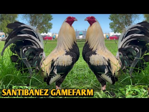 Joe Goode Grey Pumpkin Yellow leg hatch - SANTIBANEZ FARM