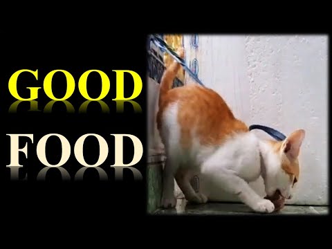 Is it wrong for cats to eat bones? Feeding Cat | Baby Kitten Cute