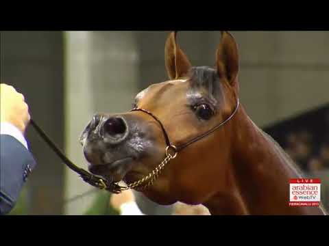 European Championships Verona 2013 - Yearling Females Championship