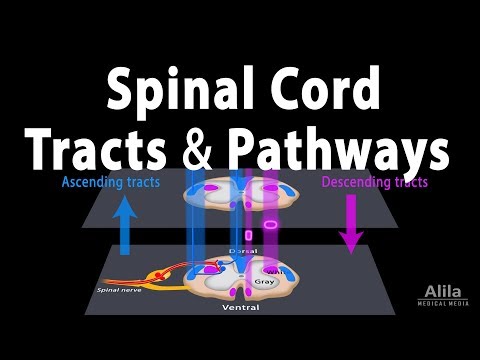 Spinal Cord: Anatomy, Spinal Tracts & Pathways, Somatic Reflexes, Animation