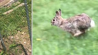 can a rabbit GET THROUGH “rabbit fence” (watch and see…)