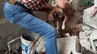 Gallipoli, il padrone trova il cane scomparso da giorni guidato dai suoi guaiti: era rimasto sepo...