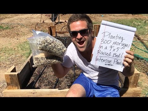 Ep122 - Intensive Moringa Planting (300 Moringas in 45 sqft) 4 month test - September Planting