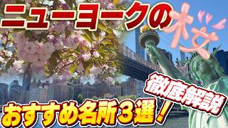 【徹底解説】歴史を知って旅気分を味わう、ニューヨークで無料で見られる桜、おすすめの名所3ヶ所を徹底解説!セントラルパークの秘密にも迫る!