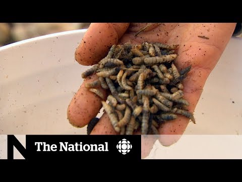 How farmers are breeding flies in order to become waste-freeThe Fix