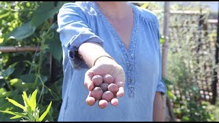 Youtube thumbnail for How to make seedbombs