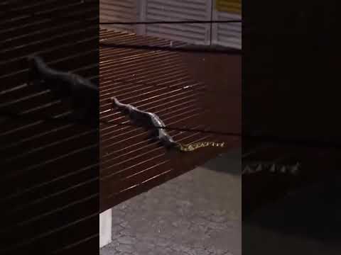 ¡ATENCIÓN EN PEDRO CARBO!Una enorme serpiente fue captada desplazándose por los techos de viviendas