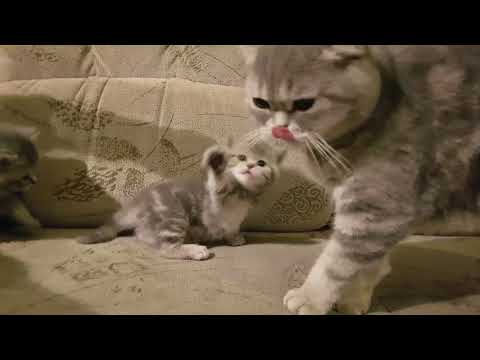 download lagu mp3 mp4 Nanny Gesucht, download lagu Nanny Gesucht gratis, unduh video klip Nanny Gesucht