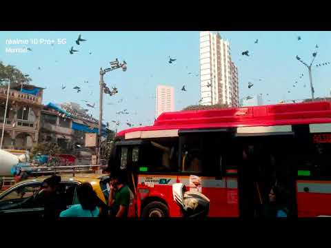 Mumbai ka sabse best jagah kabutar Ghar Dadar mein hai