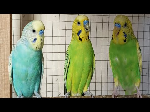 4 Hours of Budgies Singing, Eating, Playing & Talking 🐦 | Happy Parakeet Fun for Birds & Bird Lovers