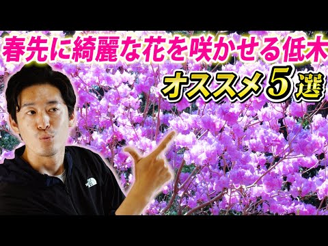 ハリエニシダ: 鮮やかな花を咲かせる低木がどれほど有毒であるか 植物