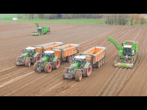 Potato Harvest 2020 | 3X AVR Puma | Fendt tractors | Dezeure | Delputte