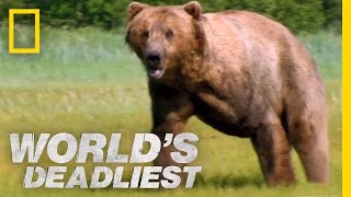 World's Deadliest - Grizzly Bear Attacks Prey