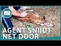 Politieagent bevrijdt reekalf uit voetbalnet in VS | NU.nl
