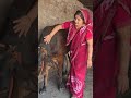 Cow Buffalo Cattle Farming Pure Village