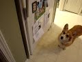 Corgi Galés de Cardigan - Corgi wants a carrot