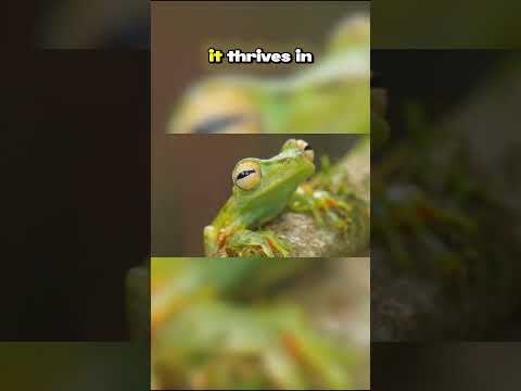 Top Ten Creatures from New Guinea’s Rainforests: The Rainforest’s Barometer