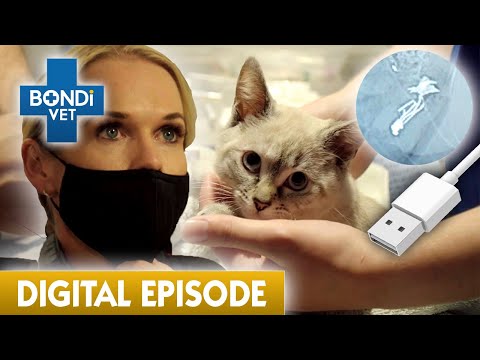 Curious Kitten Swallows USB Cable | Bondi Vet Full Episode | Bondi Vet