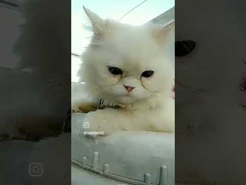 #shajiliyan my liyan😻alagi🙈😘✨l am #petlovers😍