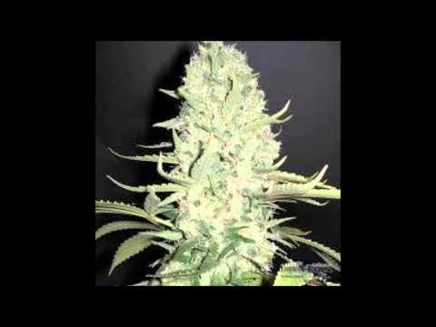 Donio/PZS - Ufa Się Tylko Sobie