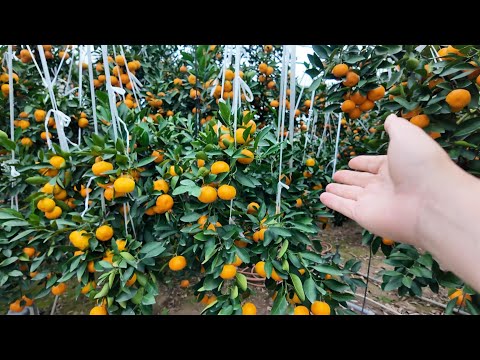 マンダリン(マンダリン) 温州、Citrus reticulata subsp.雲州