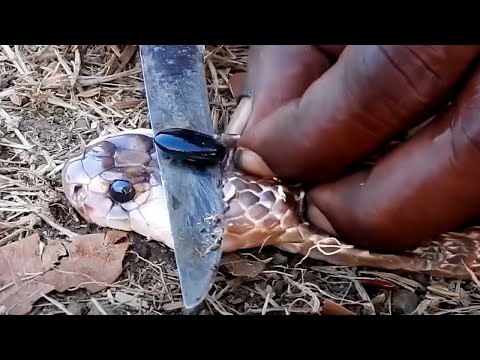 Nese e gjeni kete gure te cmuar ne nje gjarper do te beheni Miliarder !