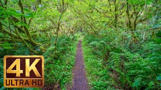 Walking in the Woods - 4K UHD Relaxation Video with Bird Singing and Forest Sounds - 20 minutes