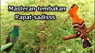 Download lagu Masteran Tembakan Burcil Sadis Rapat !!! Untuk Murai Batu Kacer Cucak Ijo DLL mp3 Download lagu Masteran Tembakan Burcil Sadis Rapat !!! Untuk Murai Batu Kacer Cucak Ijo DLL mp3