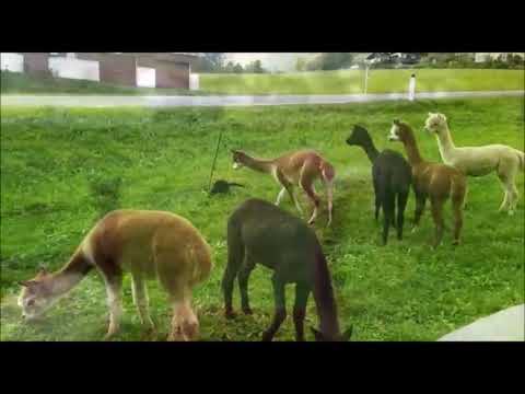 Katzenjagd - Alpakas in Action