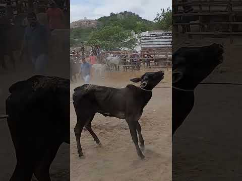 FEIRA DE GADO EM POCINHOS PB #shorts #youtube