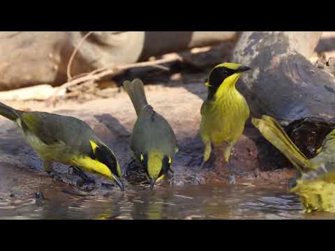 Medárik škraboškový (Lichenostomus melanops) — spev a hlas v prírode