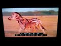 Really Wild Animals Stripes