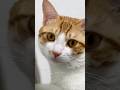Cats Being Cats Funny Catvideos Catshorts Cat
