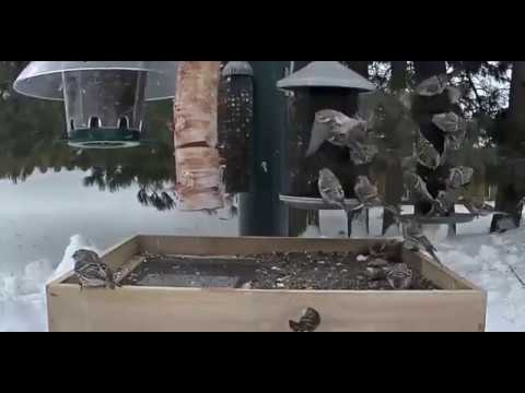 Huge Flock Of Redpolls at the CLO Feeders!!!!!